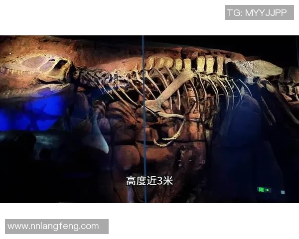 猛龙崛起：探索猛龙文化与生物多样性的深度融合与保护之道